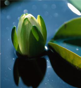 Saluvital, salud y belleza, com&eacute;tica y medicina natural